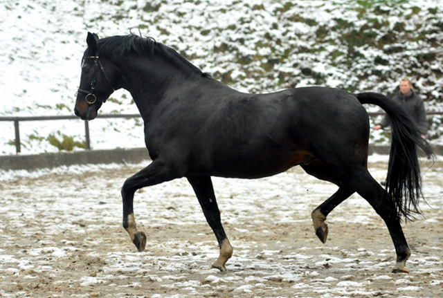 Exclusiv von Starway u.d. StPrSt. Elysee v. Zauberklang - am 22. Dezember 2012, Foto: Beate Langels, Trakehner Gestt Hmelschenburg - Beate Langels