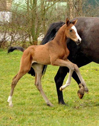 Stutfohlen von High Motion u.d. Pr.u.StPrSt. Schwalbenmagie v. Exclusiv - Foto Beate Langels - Gestt Schplitz