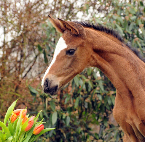 Stutfohlen von High Motion u.d. Pr.u.StPrSt. Schwalbenmagie v. Exclusiv - Foto Beate Langels - Gestt Schplitz