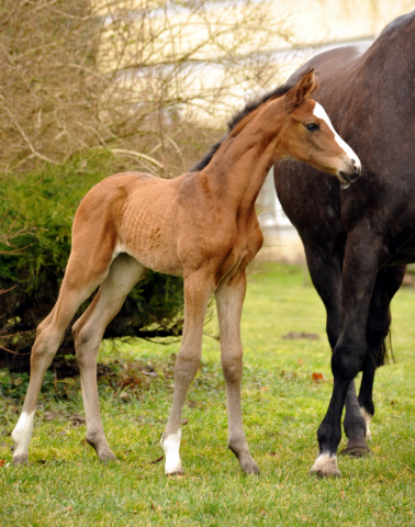 Stutfohlen von High Motion u.d. Pr.u.StPrSt. Schwalbenmagie v. Exclusiv - Foto Beate Langels - Gestt Schplitz