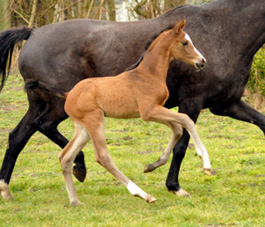 Stutfohlen von High Motion u.d. Pr.u.StPrSt. Schwalbenmagie v. Exclusiv - Foto Beate Langels - Gestt Schplitz