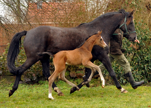 Stutfohlen von High Motion u.d. Pr.u.StPrSt. Schwalbenmagie v. Exclusiv - Foto Beate Langels - Gestt Schplitz