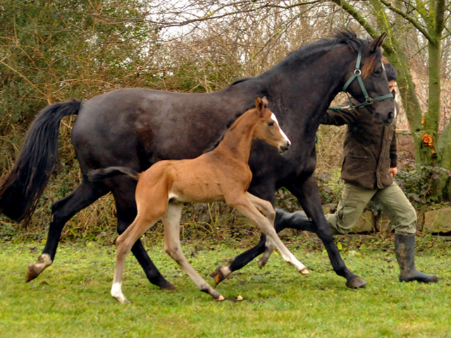 Stutfohlen von High Motion u.d. Pr.u.StPrSt. Schwalbenmagie v. Exclusiv - Foto Beate Langels - Gestt Schplitz