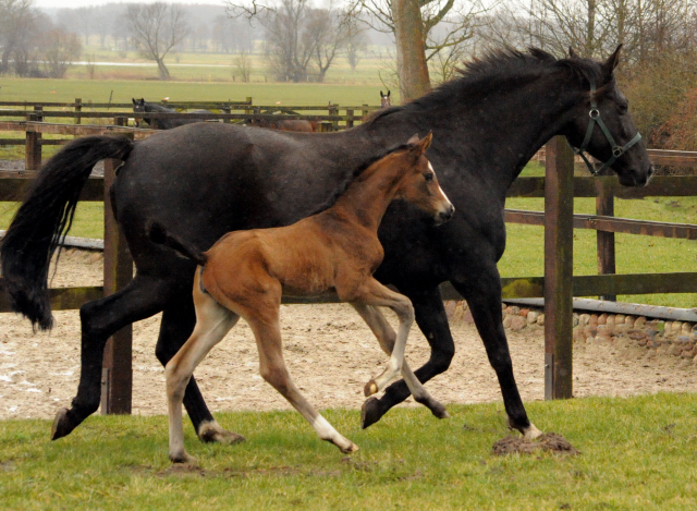 Stutfohlen von High Motion u.d. Pr.u.StPrSt. Schwalbenmagie v. Exclusiv - Foto Beate Langels - Gestt Schplitz