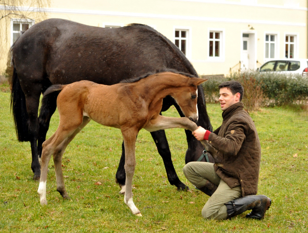 Stutfohlen von High Motion u.d. Pr.u.StPrSt. Schwalbenmagie v. Exclusiv - Foto Beate Langels - Gestt Schplitz