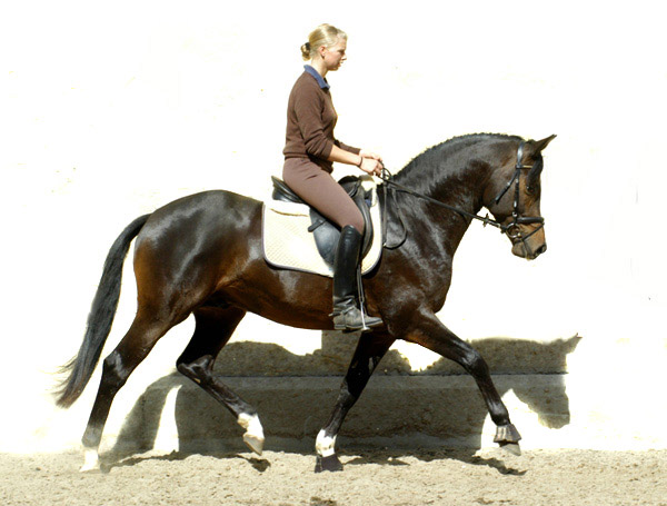 Trakehner Prmienhengst SAINT CYR von Kostolany u.d. Elitestute Schwalbenspiel v. Exclusiv - Foto: Beate Langels - Trakehner Gestt Hmelschenburg