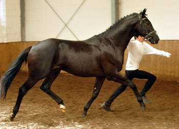 2jhriger Hengst von Exclusiv u.d. Elitestute Sacre Noir v. Kostolany - Foto: Beate Langels - Gestt Schplitz