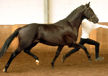 2jhriger Hengst von Exclusiv u.d. Elitestute Sacre Noir v. Kostolany - Foto: Beate Langels - Gestt Schplitz