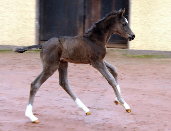 1 Tag alt: Trakehner Hengstfohlen von Saint Cyr u.d. Greta Garbo v. Alter Fritz, Gestt Hmelschenburg - Beate Langels