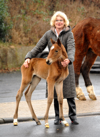 6 Tage alt: Stutfohlen von Honor du Soir u.d. Karena v. Freudenfest - 21. Februar 2016  - Foto: Barbara Jrn -
Trakehner Gestt Hmelschenburg