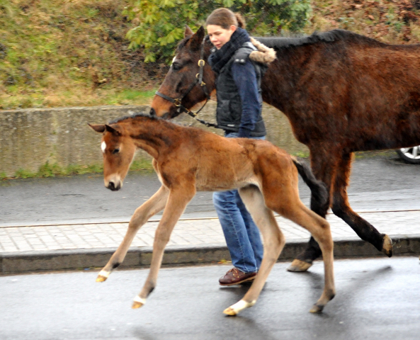 6 Tage alt: Stutfohlen von Honor du Soir u.d. Karena v. Freudenfest - 21. Februar 2016  - Foto: Barbara Jrn -
Trakehner Gestt Hmelschenburg