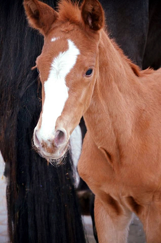 Stutfohlen von High Motion u.d. Pr.u.StPrSt. Schwalbenmagie v. Exclusiv - Foto Sabine Langels - Gestt Schplitz