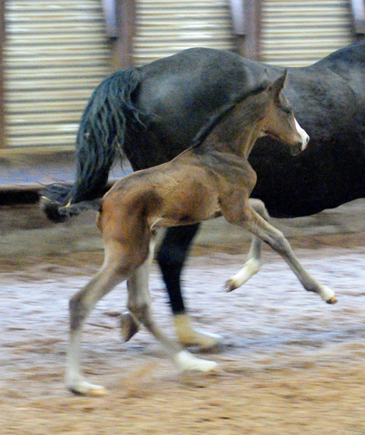 Trakehner Colt by Saint Cyr out of Elitemare Greta Garbo  - Foto: Beate Langels -
Trakehner Gestt Hmelschenburg