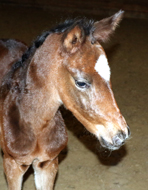 Stutfohlen von Saint Cyr - Foto: Privat