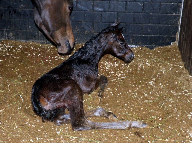 20. Mrz 2016 - Stutfohlen von Saint Cyr u.d. Donau-Fee v. Krokant - Foto: Mller