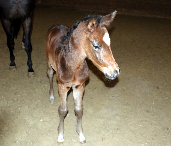 20. Mrz 2016 - Stutfohlen von Saint Cyr u.d. Donau-Fee v. Krokant - Foto: Mller