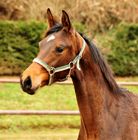 Trakehner Hengst von High Motion x Hofrat