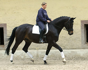 Seal - Trakehner von Gribaldi u.d. Pr.St. Schwalbenspiel v. Exclusiv, Gestt Hmelschenburg