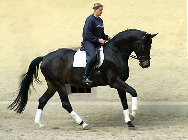 Seal - Trakehner von Gribaldi u.d. Pr.St. Schwalbenspiel v. Exclusiv, Gestt Hmelschenburg