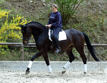 Seal - Trakehner von Gribaldi u.d. Pr.St. Schwalbenspiel v. Exclusiv, Gestt Hmelschenburg