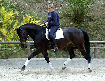 Seal - Trakehner von Gribaldi u.d. Pr.St. Schwalbenspiel v. Exclusiv, Gestt Hmelschenburg