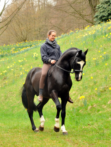 Alter Fritz von Chardonney - Kokoschka - Seeadler - Trakehner Gestt Hmelschenburg