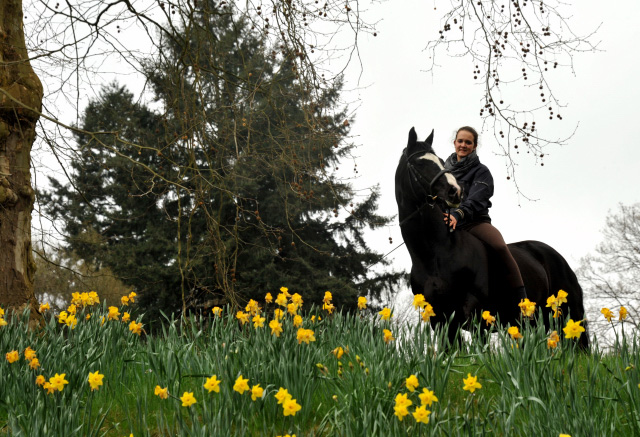 Alter Fritz von Chardonney - Kokoschka - Seeadler - Trakehner Gestt Hmelschenburg