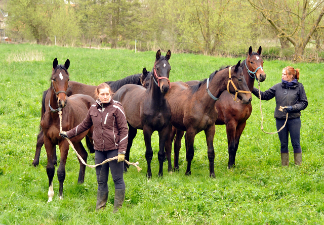 Unsere Jhrlingshengste - Gestt Hmelschenburg am 23. April 2016