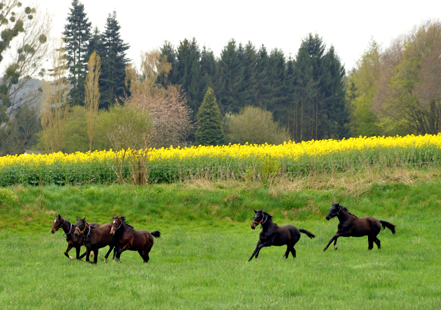 Unsere Jhrlingshengste - Gestt Hmelschenburg am 23. April 2016