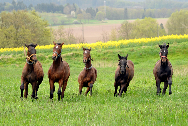 Unsere Jhrlingshengste - Gestt Hmelschenburg am 23. April 2016