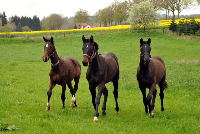 Unsere Jhrlingshengste - Gestt Hmelschenburg am 23. April 2016