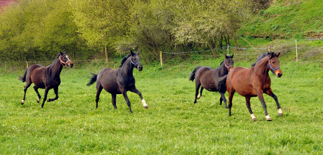 Unsere Stuten - Gestt Hmelschenburg am 23. April 2016