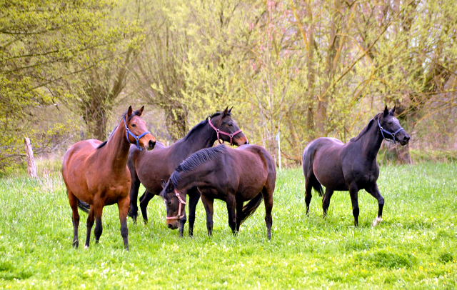 Unsere Stuten - Gestt Hmelschenburg am 23. April 2016