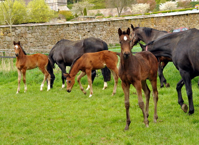 Unsere Stuten und Fohlen - Gestt Hmelschenburg am 23. April 2016