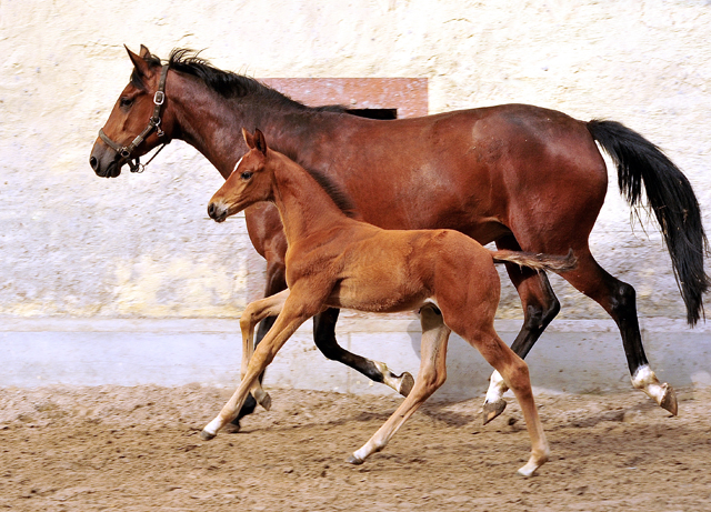 Trakehner Hengstfohlen von High Motion u.d. Pr.St. Karida v. Oliver Twist - Trakehner Gestt Hmelschenburg - Beate Langels