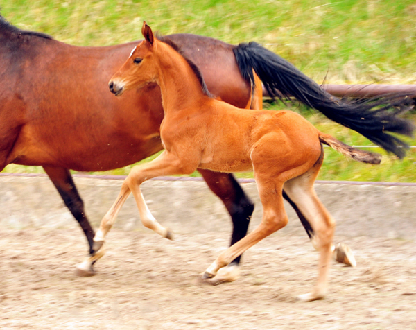 Trakehner Hengstfohlen von High Motion u.d. Pr.St. Karida v. Oliver Twist - Trakehner Gestt Hmelschenburg - Beate Langels