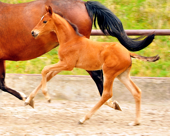Trakehner Hengstfohlen von High Motion u.d. Pr.St. Karida v. Oliver Twist - Trakehner Gestt Hmelschenburg - Beate Langels