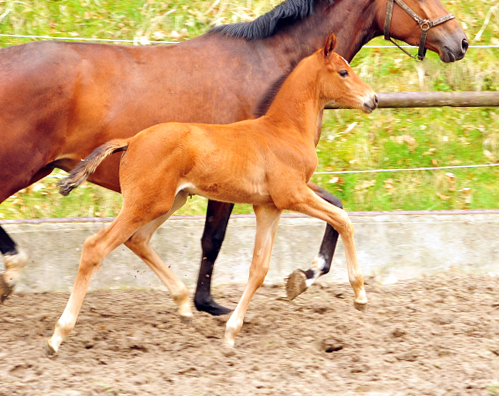 Trakehner Hengstfohlen von High Motion u.d. Pr.St. Karida v. Oliver Twist - Trakehner Gestt Hmelschenburg - Beate Langels