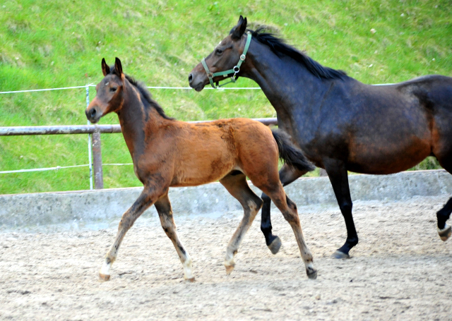 Trakehner Hengstfohlen von Freudenfest u.d. Pr.,StPr.u.Elitestute Schwalbenfeder v. Summertime - Foto: Beate Langels