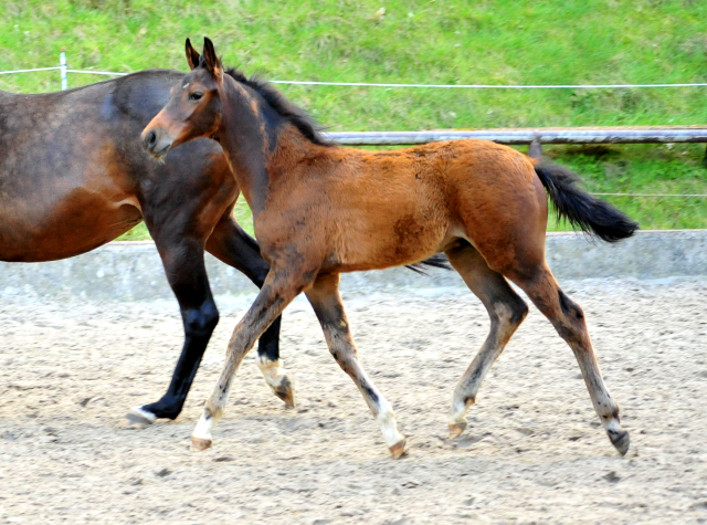 Trakehner Hengstfohlen von Freudenfest u.d. Pr.,StPr.u.Elitestute Schwalbenfeder v. Summertime - Foto: Beate Langels