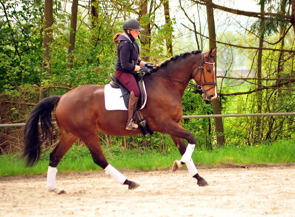 Tom Taylor - 4jhriger Trakehner von Zauberdeyk u.d. Pr.St. Tacyra
von Saint Cyr - Gestt Hmelschenburg - Beate Langels