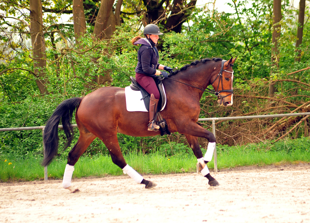 Tom Taylor v Zauberdeyk u.d. St.Pr.u.Pr.St. Tacyra v. Saint Cyr - Foto Beate Langels - Trakehner Gestt Hmelschenburg