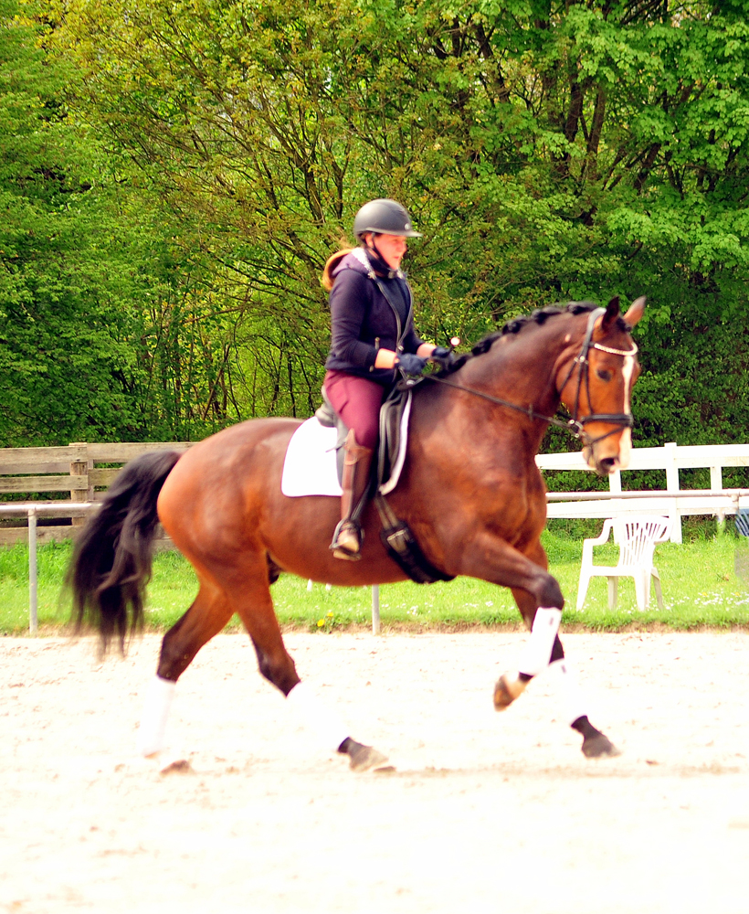 Tom Taylor von Zauberdeyk u.d. Pr.u.StPrSt. Tacyra v. Saint Cyr - Foto: Beate Langels - Trakehner Gestt Hmelschenburg