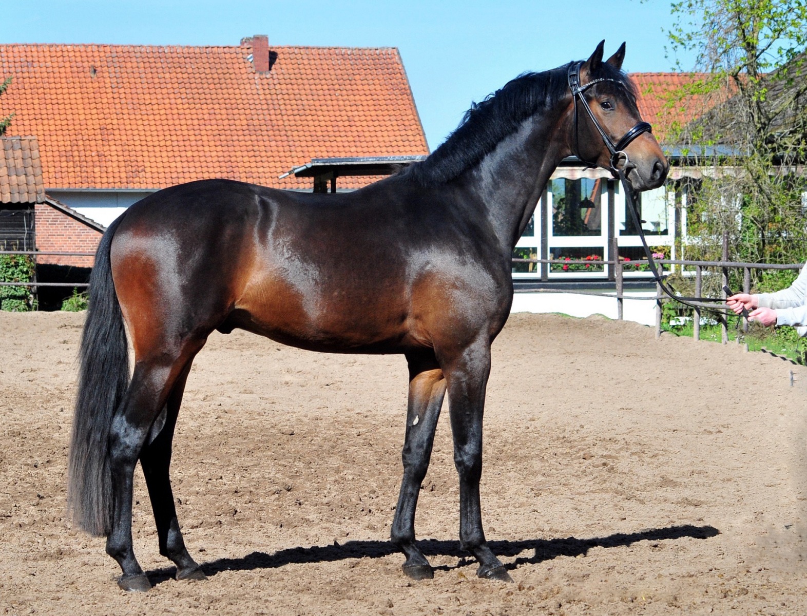 Trakehner Hengst Goldkurs, Z�chter und Besitzer: Bernhad Langels, 
Gest�t Sch�plitz Foto Beate Langels