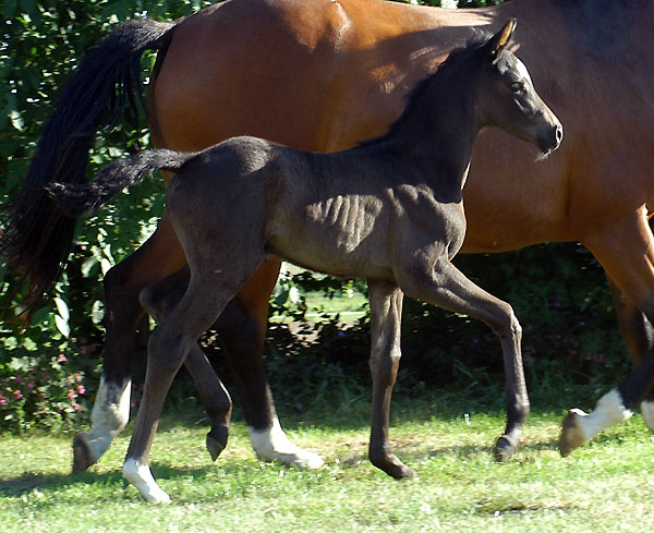  Trakehner Stutfohlen von Shavalou u.d. Prmienstute Grazia Patricia v. Alter Fritz - Foto: Beate Langels Gestt Hmelschenburg 