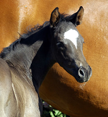  Trakehner Stutfohlen von Shavalou u.d. Prmienstute Grazia Patricia v. Alter Fritz - Foto: Beate Langels Gestt Hmelschenburg 