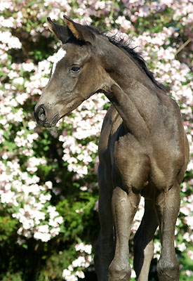  Trakehner Stutfohlen von Shavalou u.d. Prmienstute Grazia Patricia v. Alter Fritz - Foto: Beate Langels Gestt Hmelschenburg 