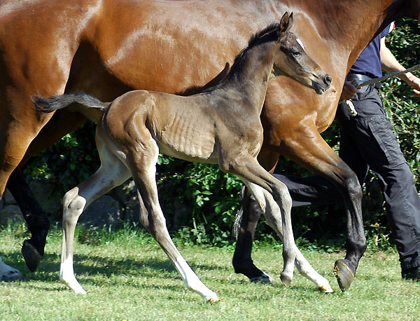 Trakehner Stutfohlen von Freudenfest u.d. Klara v. Exclusiv u.d. PrSt. Kleos Double v. Kostolany- Foto: Beate Langels Gestt Hmelschenburg