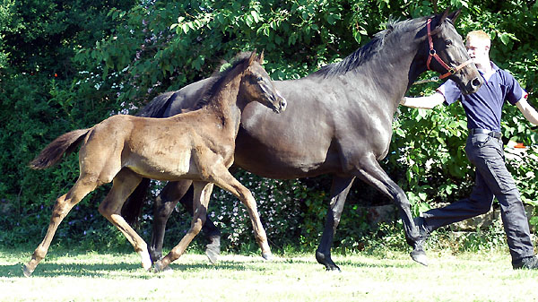 am 23. Mai 2009: Hengstfohlen von Exclusiv u.d. Pr.St. Sacre Noir v. Kostolany u.d. Pr.St. Sacre Coeur v. Upan la Jarthe AA