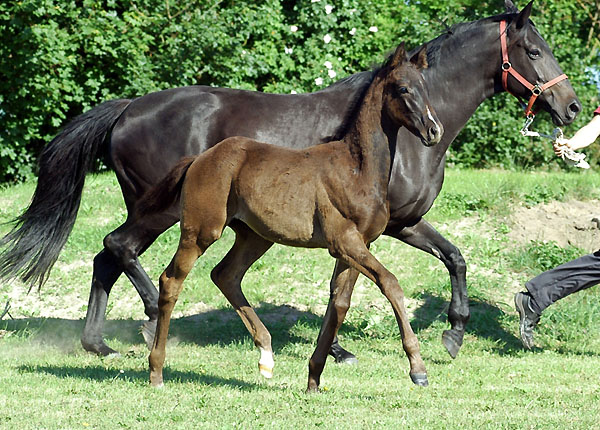 Trakehner Rapphengstfohlen von Exclusiv u.d. Elitestute Sacre Noir v. Kostolany, Zchter Bernhard Langels - Foto: Beate Langels Gestt Hmelschenburg